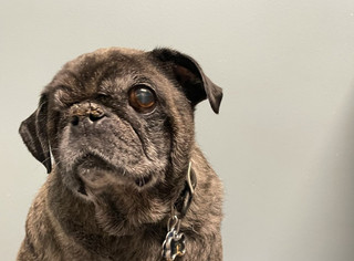 How to be the best receptionist for a vet clinic. Mobile Veterinarian Mobile Vet Best Friends