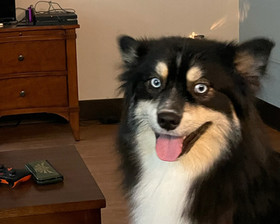 Online colleges are options that some students find appealing due to the lower costs and flexibility. Mobile Veterinarian Mobile Vet Best Friends