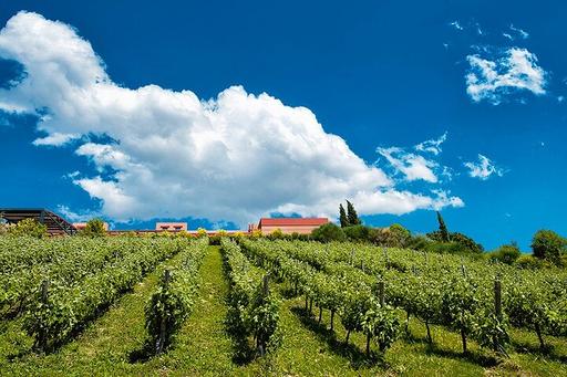 16+ Athens Vineyard Tour&nbsp;Package