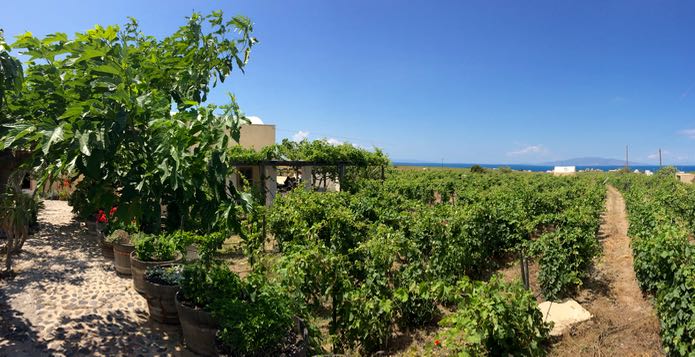 Winery Tours In Athens&nbsp;Greece